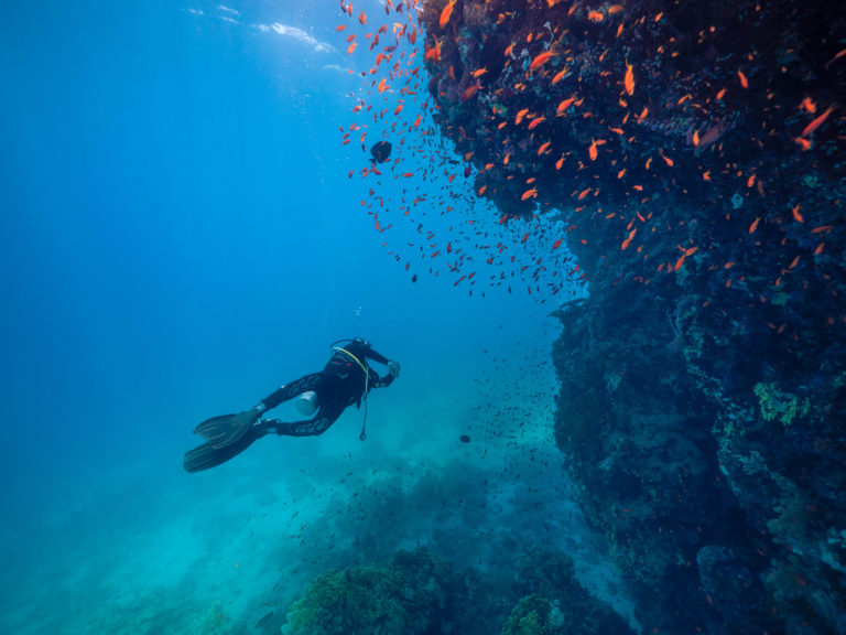 Diver exploring a Red Sea reef